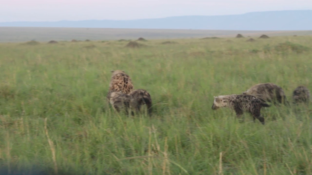 Spotted hyena romps with cubs 3