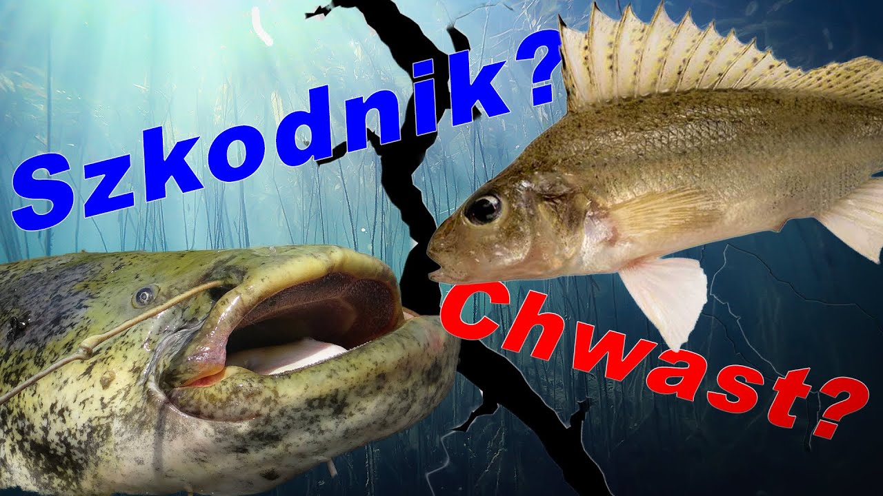 Szkodniki i chwasty? Czy żyją w naszych wodach? / odc. 71