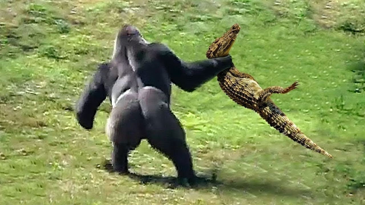12 Times Alligators Messed with the Wrong Opponent