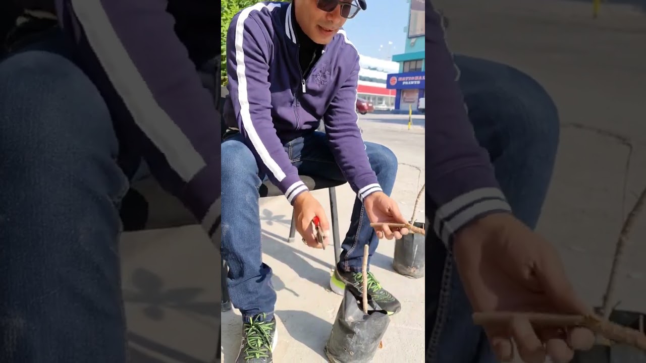طريقة تطعيم أو تركيب أشجار اللوز بأصناف جيدة على أصول قوية #البحرين #زراعة #agriculture