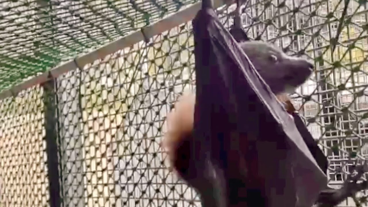 Mandi's aviary daily life clips:  Gelert is enraged by life plus other cameos