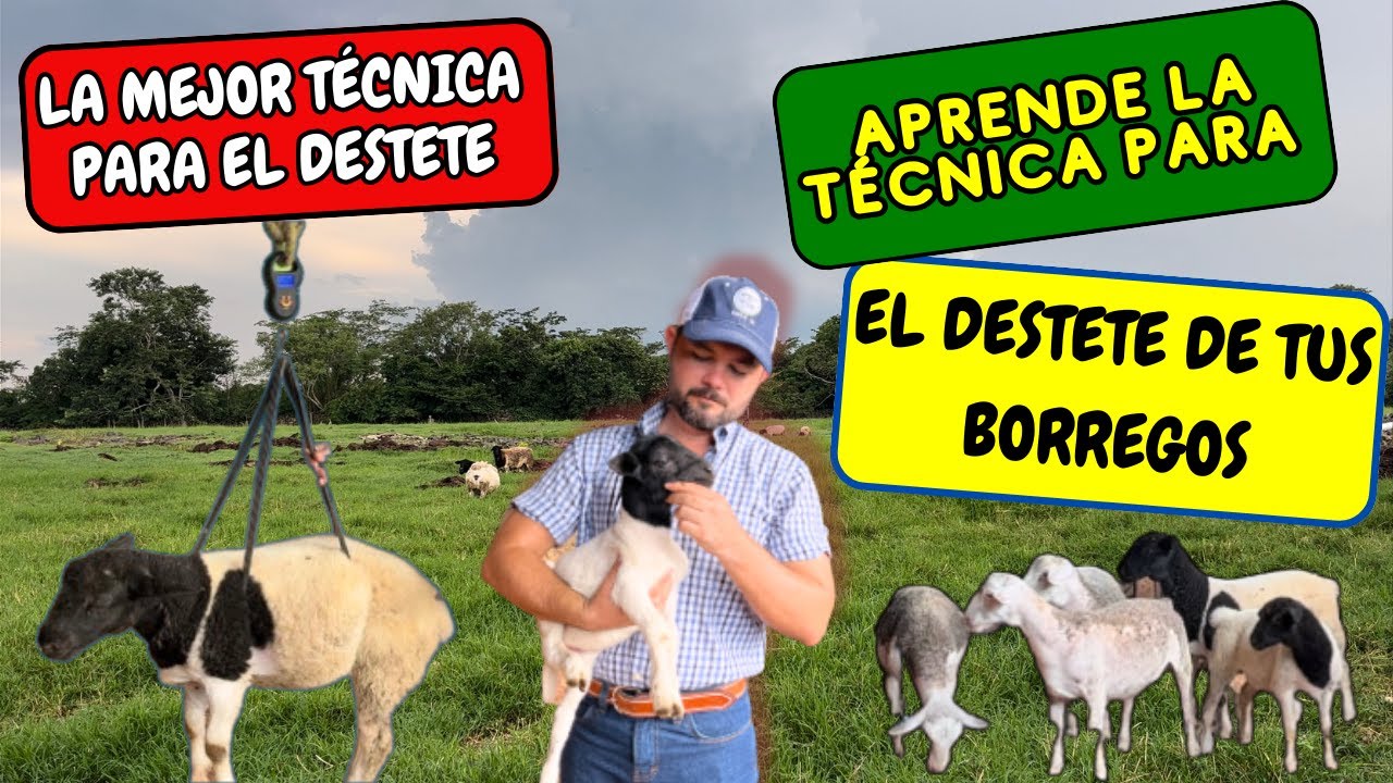♦️DESTETE EN CORDEROS🐑✔️🐏 ||Ovinos, borregos, ovejas