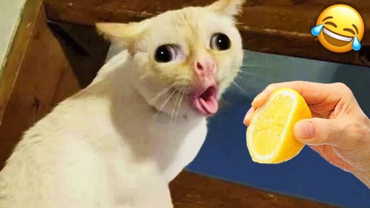 Try Not To Laugh😜Funniest Cats and Dogs Clips 2025😼🐶