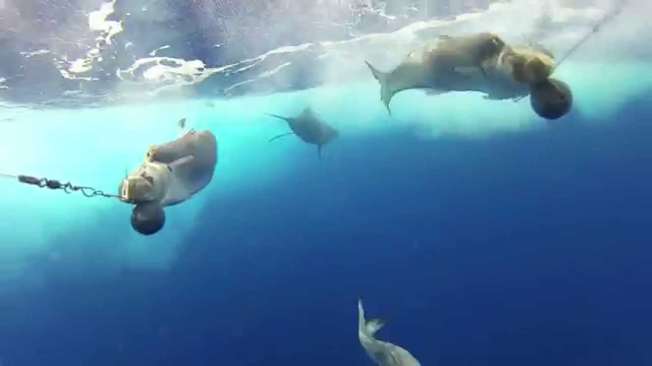 Capt  Harry's Marlin Madness