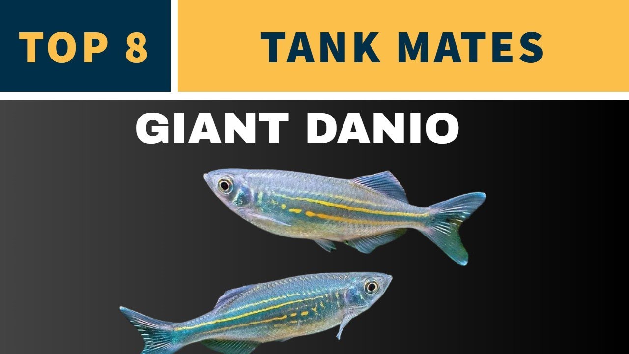 TANK MATES FOR GIANT DANIO