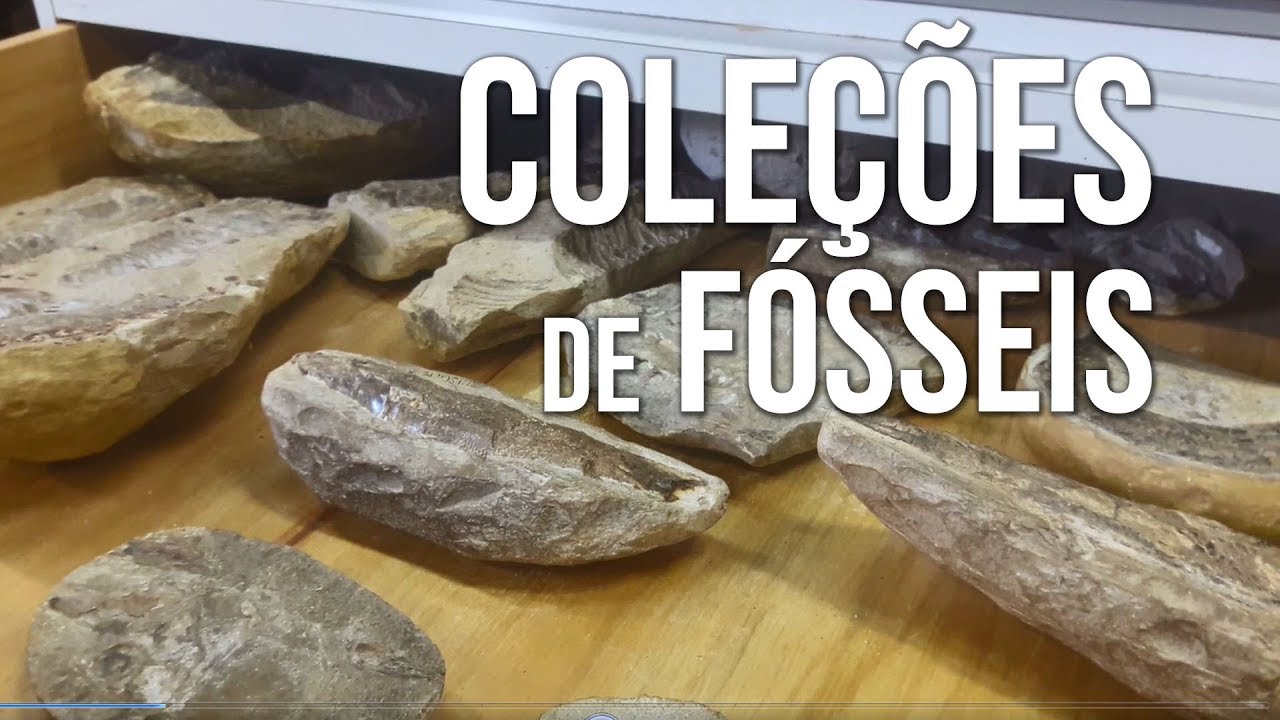 Coleções de Fósseis