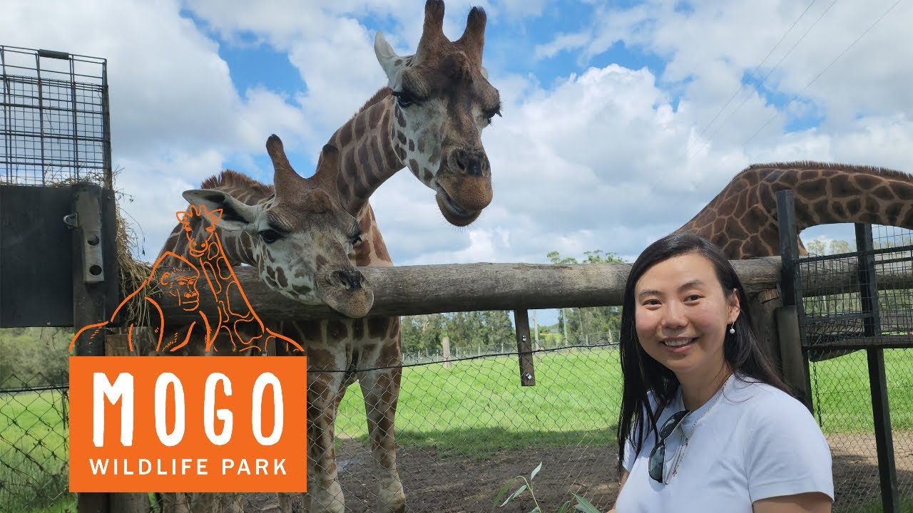 Feeding Kangaroos, Girafe and other animals at MOGO Wildlife Park
