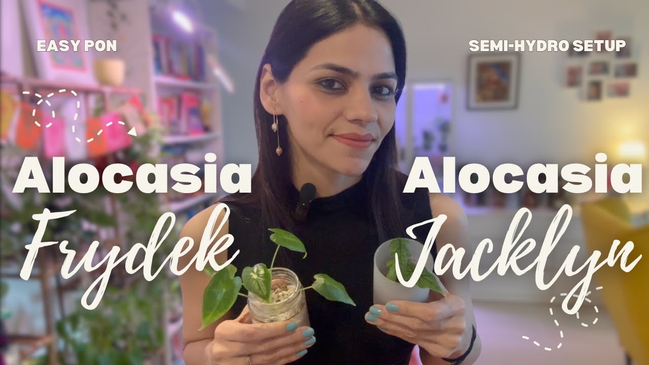 Alocasia Corms: Easy PON/Semi-Hydro Setup! 🌱