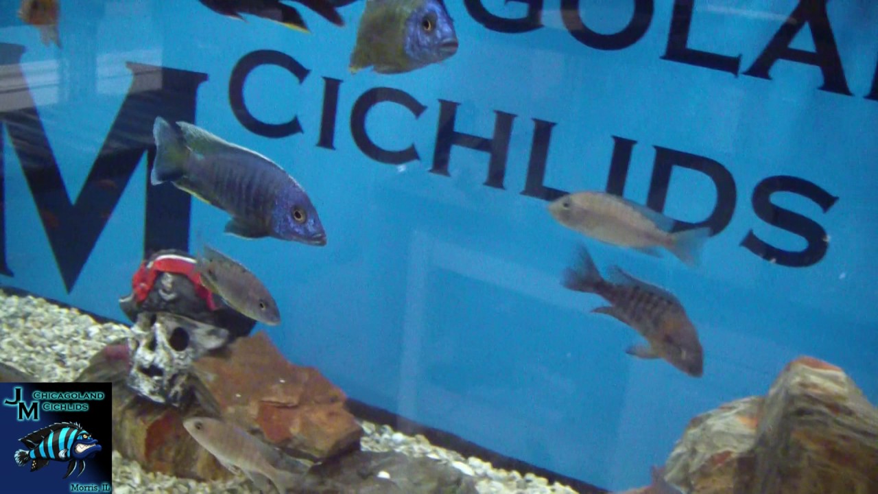 Fish Room Update / Tour 1/17/17