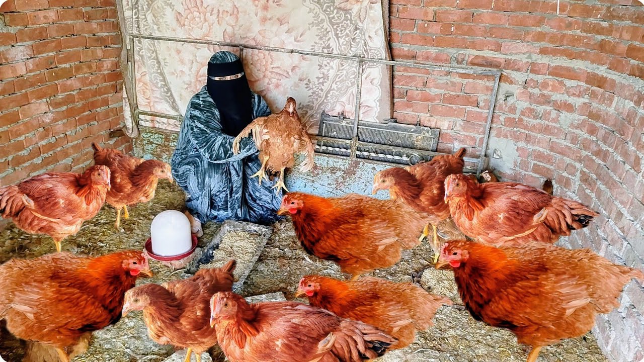دراسه جدول30 فرخ ساسو🐓كمشروع في البيت ما تخليش حد يضحك عليكي ما حدش هيقول لك على الكلام ده غيري 🤗