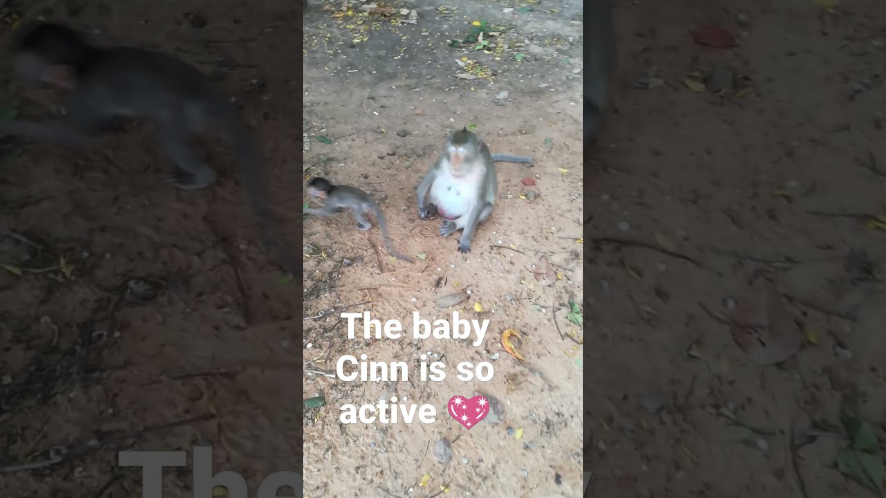 #short, the baby monkey Cinn is so active and is so cute 💕😘