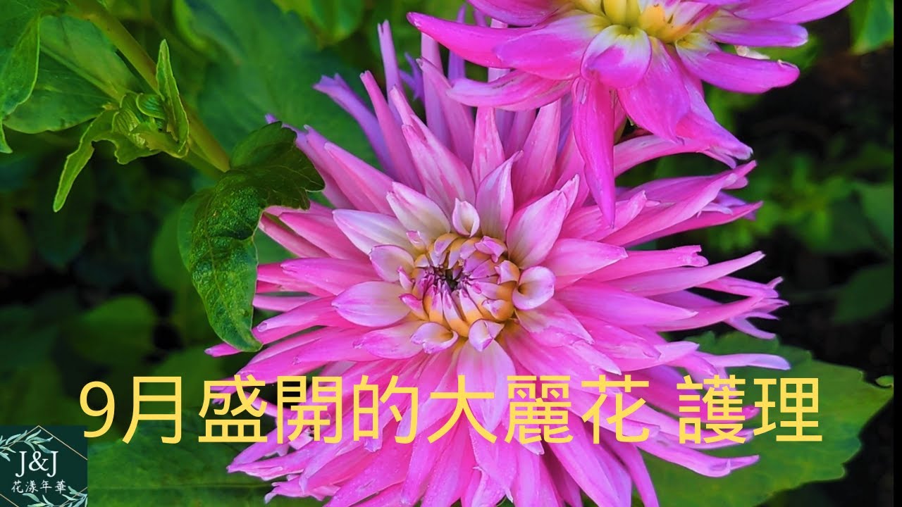027【J&J花漾年華】【字幕版】大麗花日常修剪及抗倒伏，9月大麗花的品种及搭配 Dahlias blooming in Sept. 2021