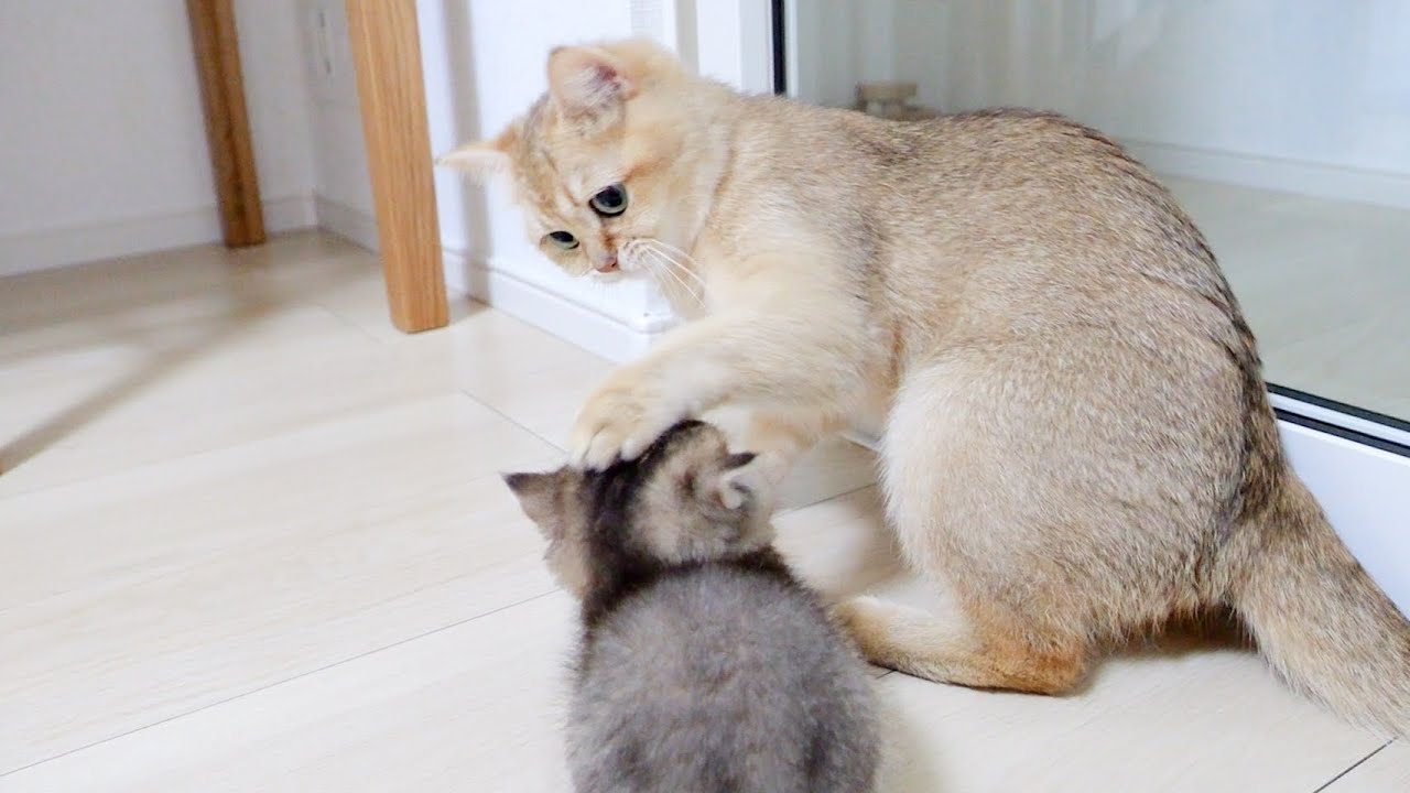 Mother cat's reaction when she found a kitten's prank