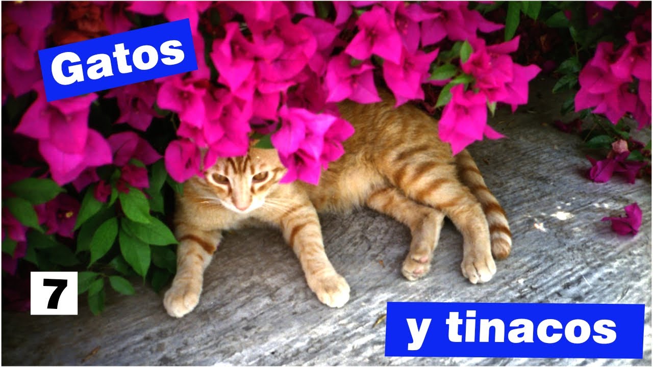 Por que Gunther Gerzso pint&oacute; las vistas de su estudio en Fresnos 21?