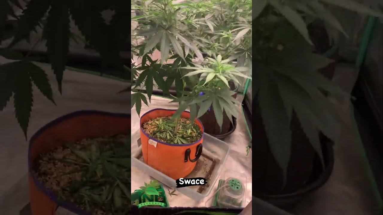 mythicalgrower - Going to flip these girls on Sunday #organic #soil
