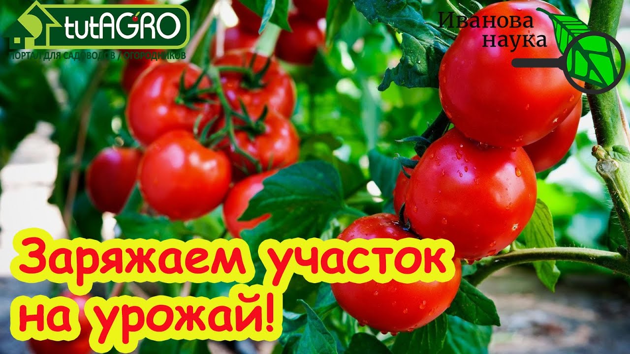 КОГДА и КАК ВНОСИТЬ ТРИХОДЕРМУ ВЕСНОЙ?