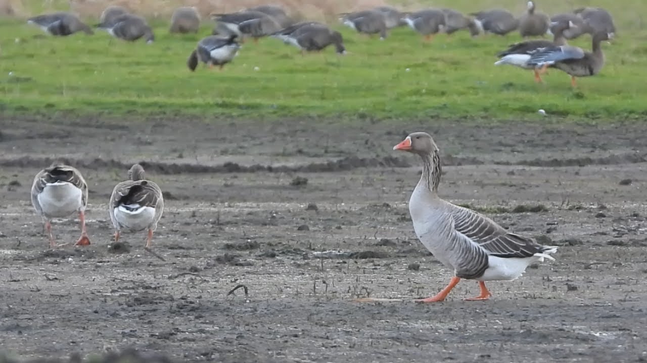 Toulouse goose living with greylags