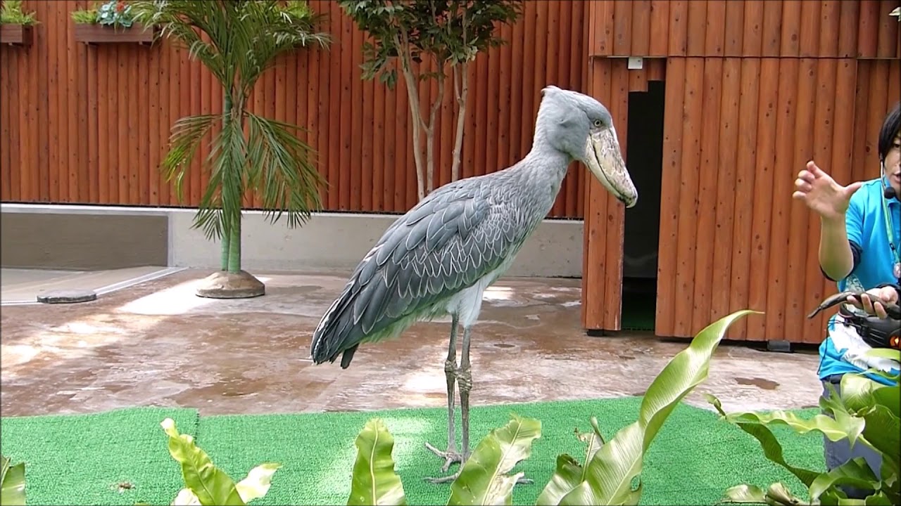 shoebill ハシビロコウ ふたばのお食事タイム～解説付き