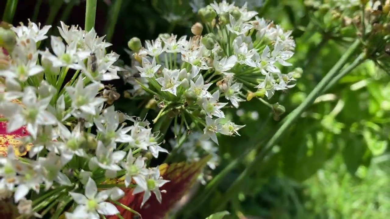 Allium tuberosum - garlic chives - Eva Monheim 2025 08 25 #perennials #herbs #garlic #cutflowers