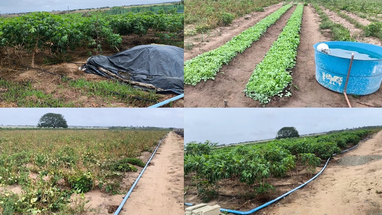 Vejam o Que Restou do Meu Plantio de Macaxeira. O Abate do Campin Tiririca, Plantio de Feijão e Fumo