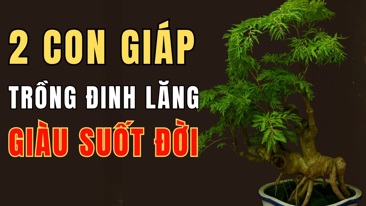 Cây Đinh Lăng Hút Tài Lộc Vào Nhà – Hai Con Giáp Trồng Là Giàu Suốt Đời!