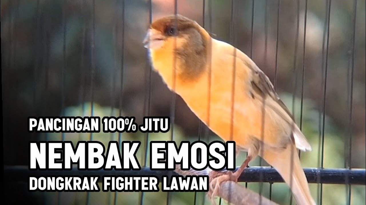 KENARI GACOR PANJANG Rol Rapat EMOSI Cuit cuit Ngerol utk Pancingan kenari paud belajar bunyi