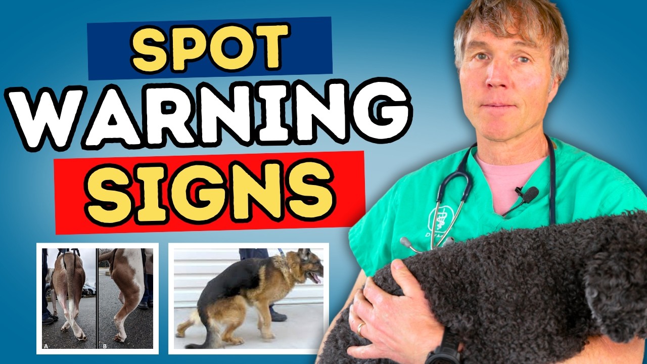 Heartbreaking But True: Degenerative Myelopathy in Dogs - Know the Signs Early!