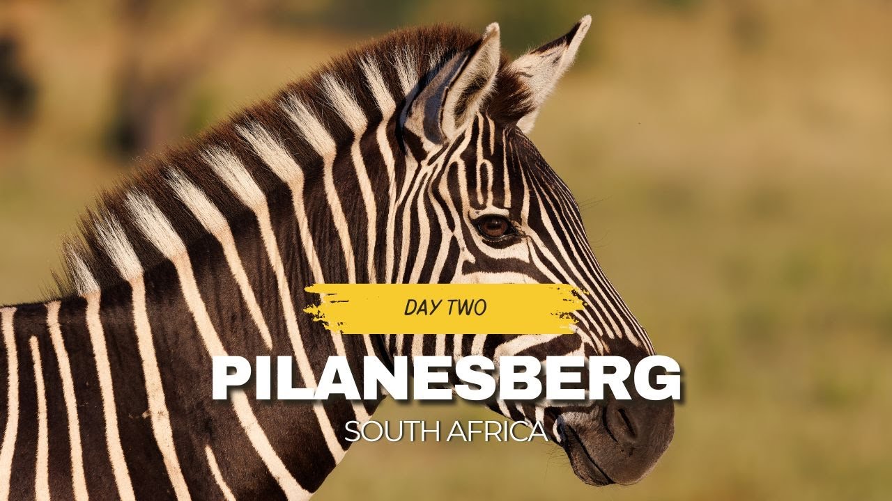 Safari Pilanesberg South Africa - Day 2 gamedrive- Giraffes, zebras, lions, rhinos & more