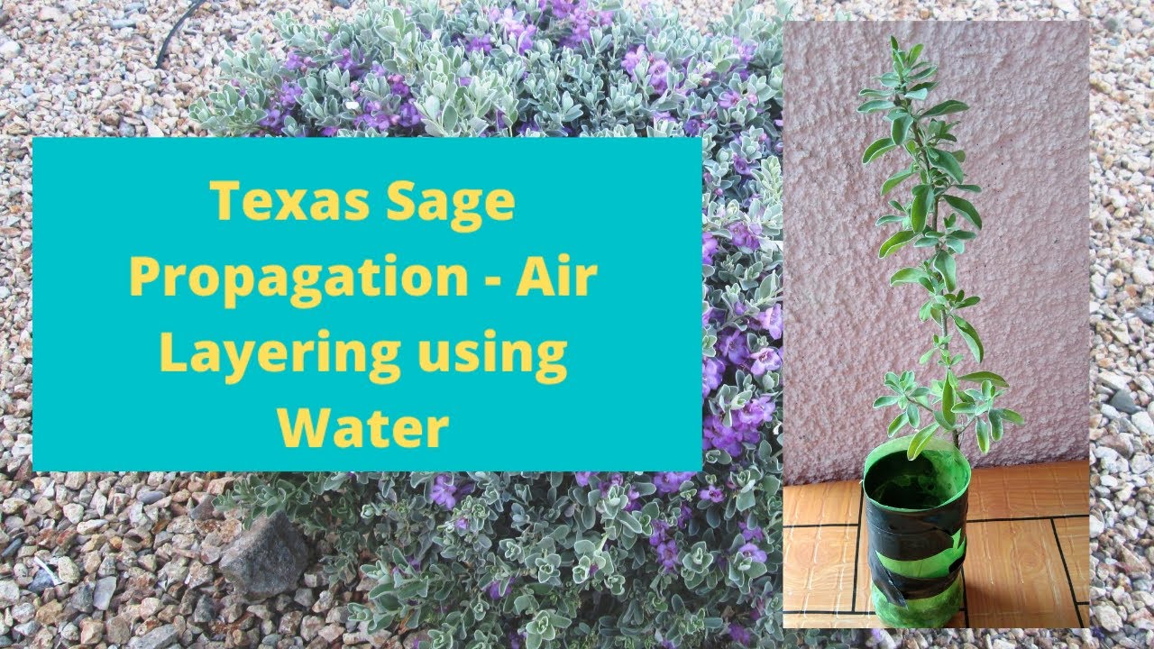 Texas Sage Leucophyllum frutescens Propagation  -  Air Layering using Water