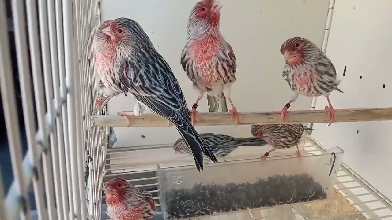 Pollos ágata rojo mosaico 2025