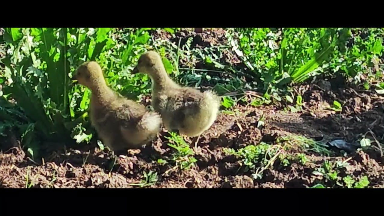 Guarda i pulcini nell'orto!