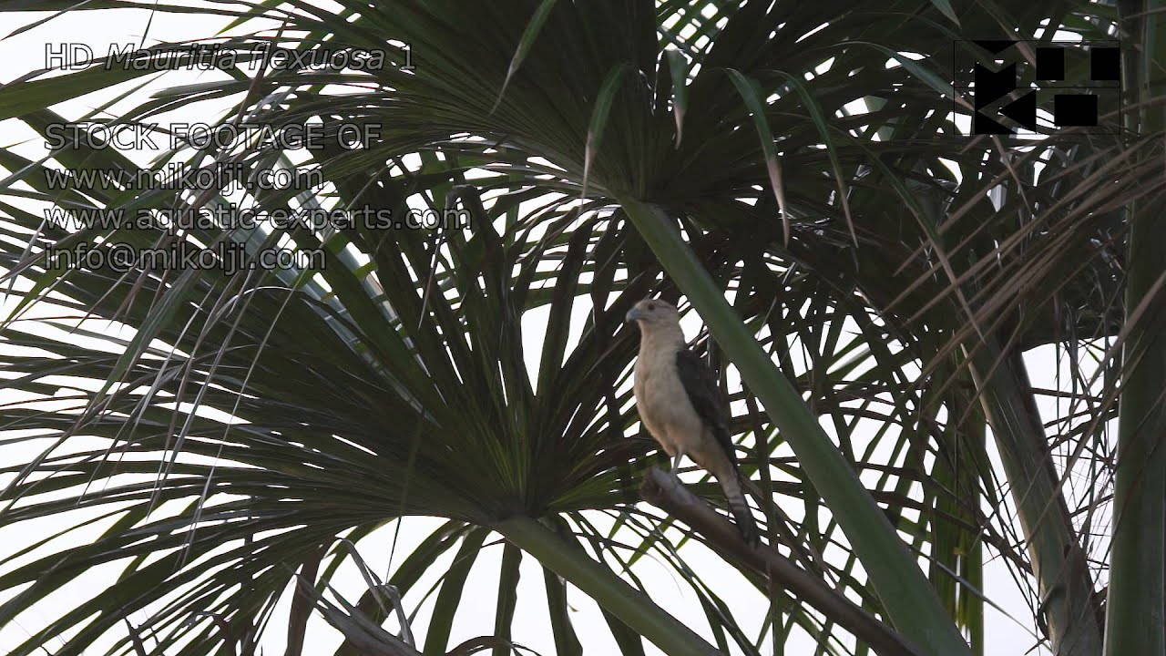 Moriche Palm Aguaje Mauritia flexuosa HD Stock Video Footage 1