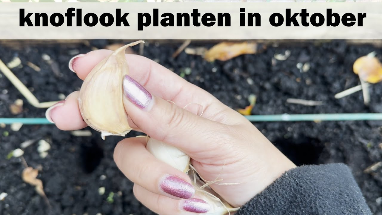 Knoflook planten in de herfst & winter: tuinieren voor beginners | kweek je eigen planten