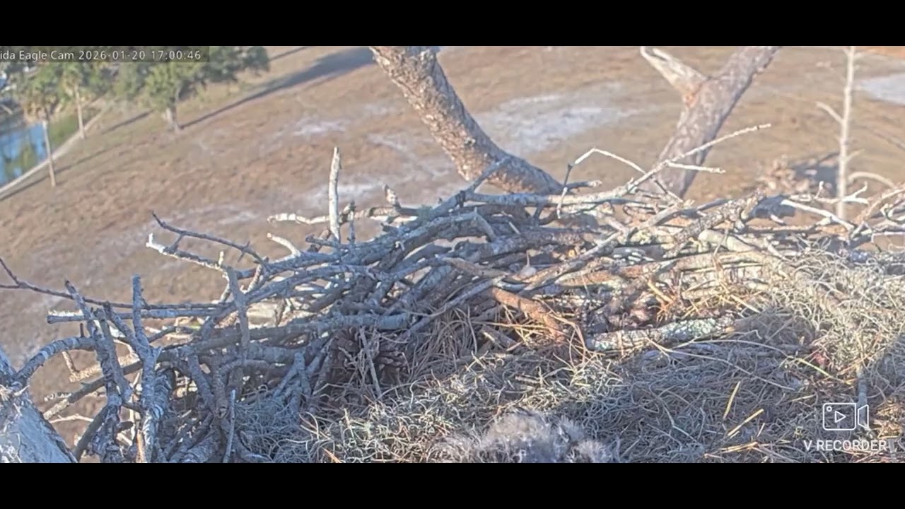 SWFL Bald Eagles 01/20/2026 16:49