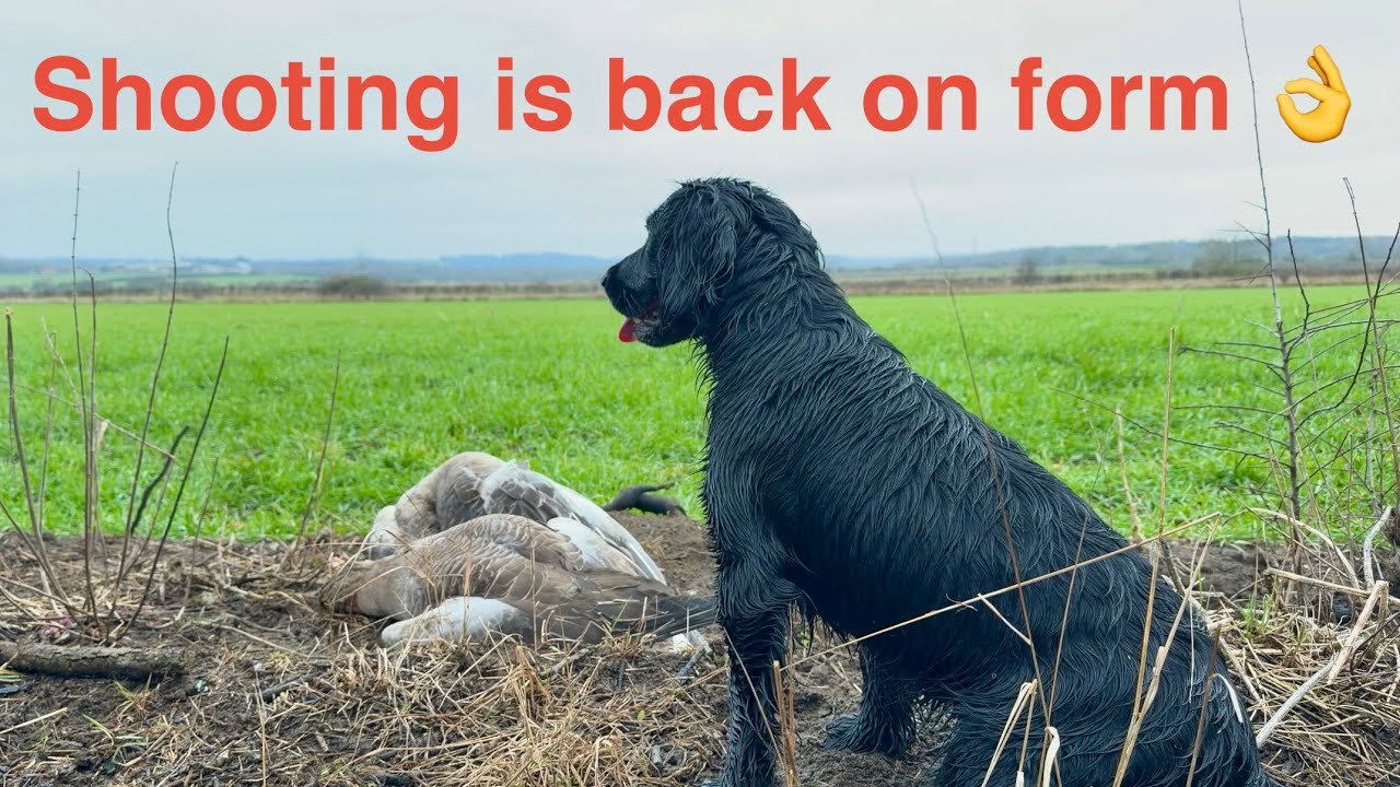 Roger retrieves geese pheasant and partridge today!! 