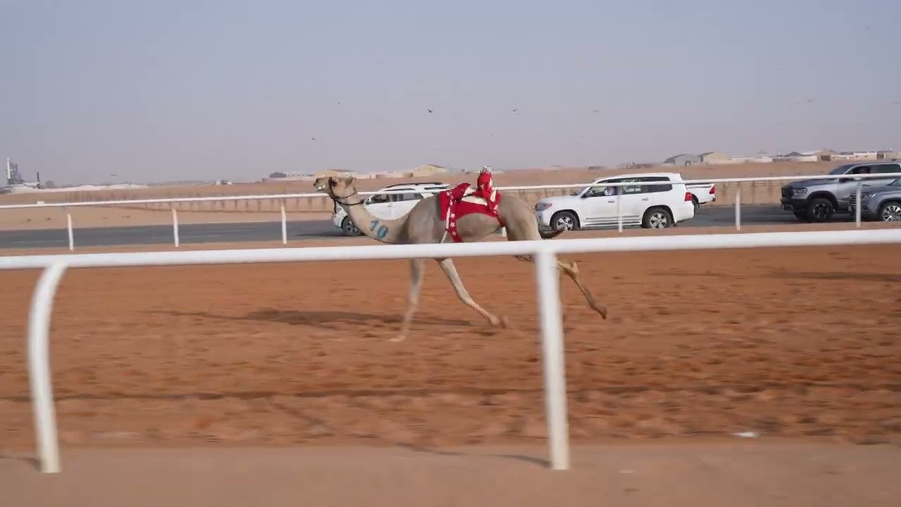 لشوط الرابع حقايق قعدان(الشبابي) للمالك/سيف محمد المطوع الخيارين