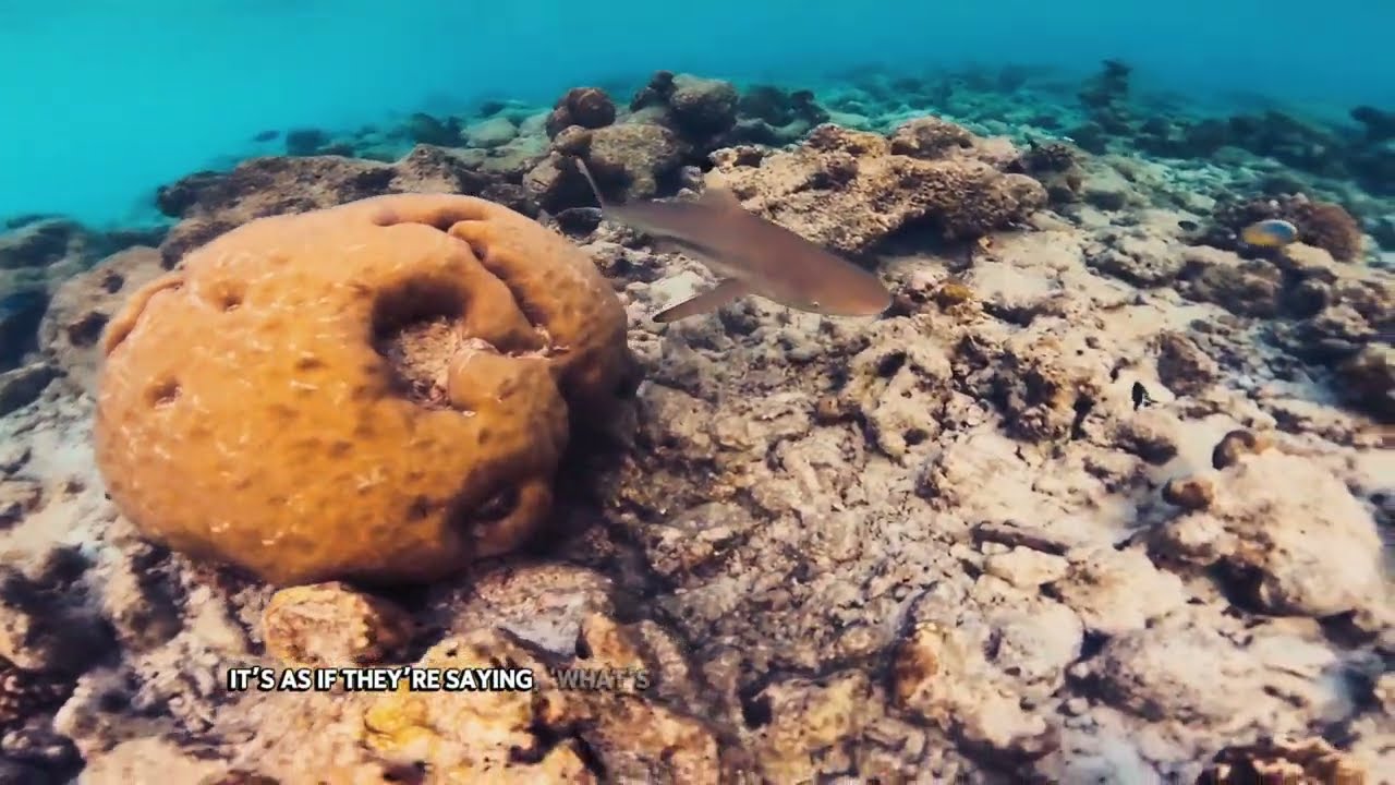 Blacktip Reef Shark | Komandoo Island 