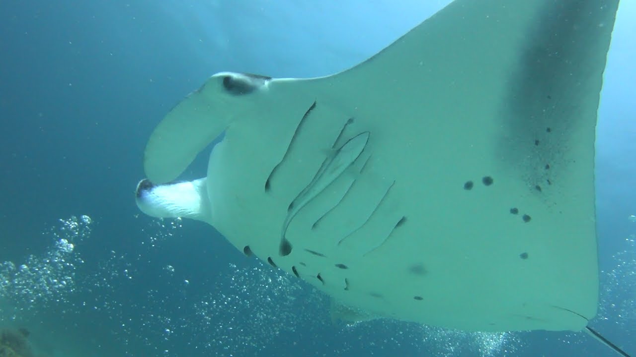 Diving Maldives Rasdhoo