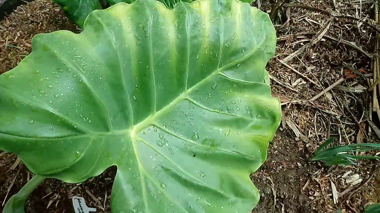 107#. Colocasia Gigantea (Thailand Giant). Tempo wzrostu, podlewanie, nawożenie.