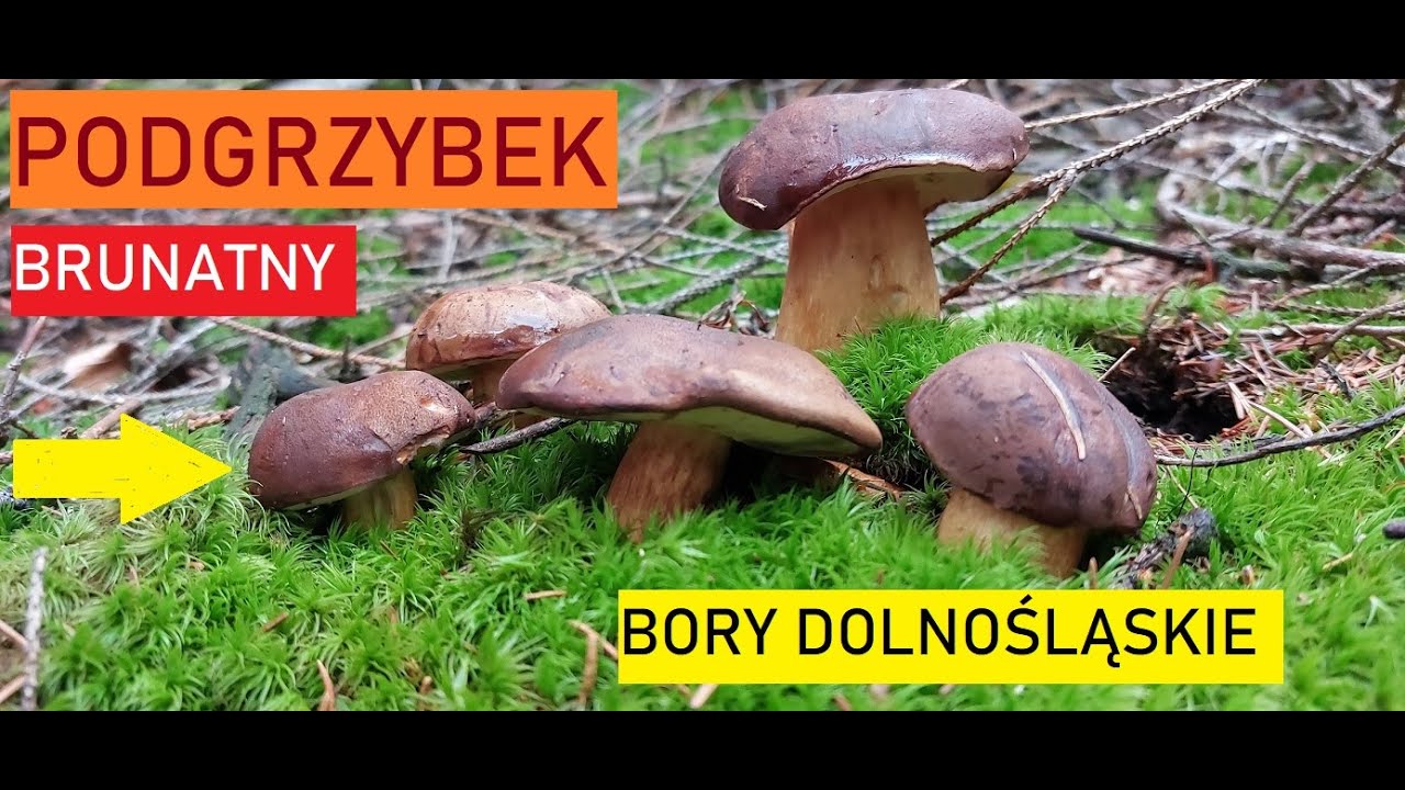 Bory Dolnośląskie --podgrzybek brunatny--borowik szlachetny-grzyby 2022