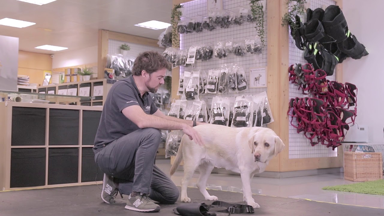 Cómo podemos ayudar a un perro con displasia de cadera