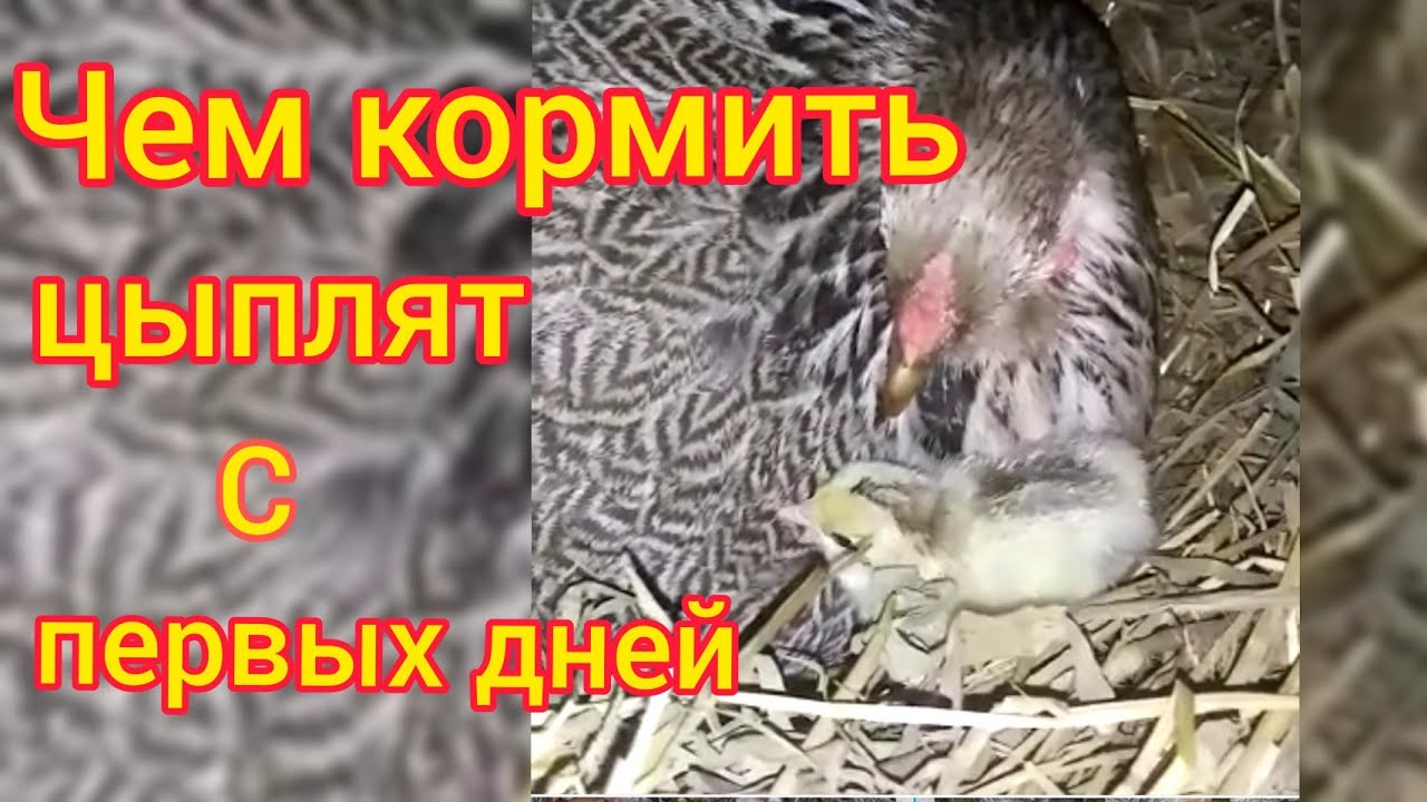 Цыплята-несушки растут как на дрожжах. Корм с первых дней жизни. 🐣🐤🐥
