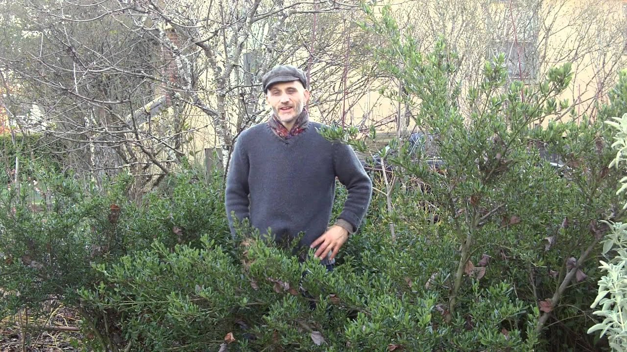 Heiko's World of Permaculture Plants: Soil Building Methodologies