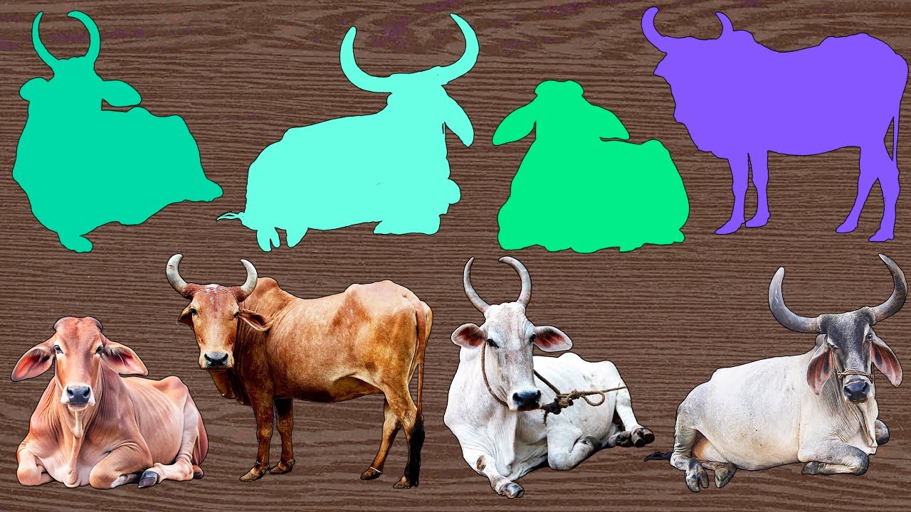 Indian Cow ZEBU puzzle challenge DIY 🤩😍🐮💜