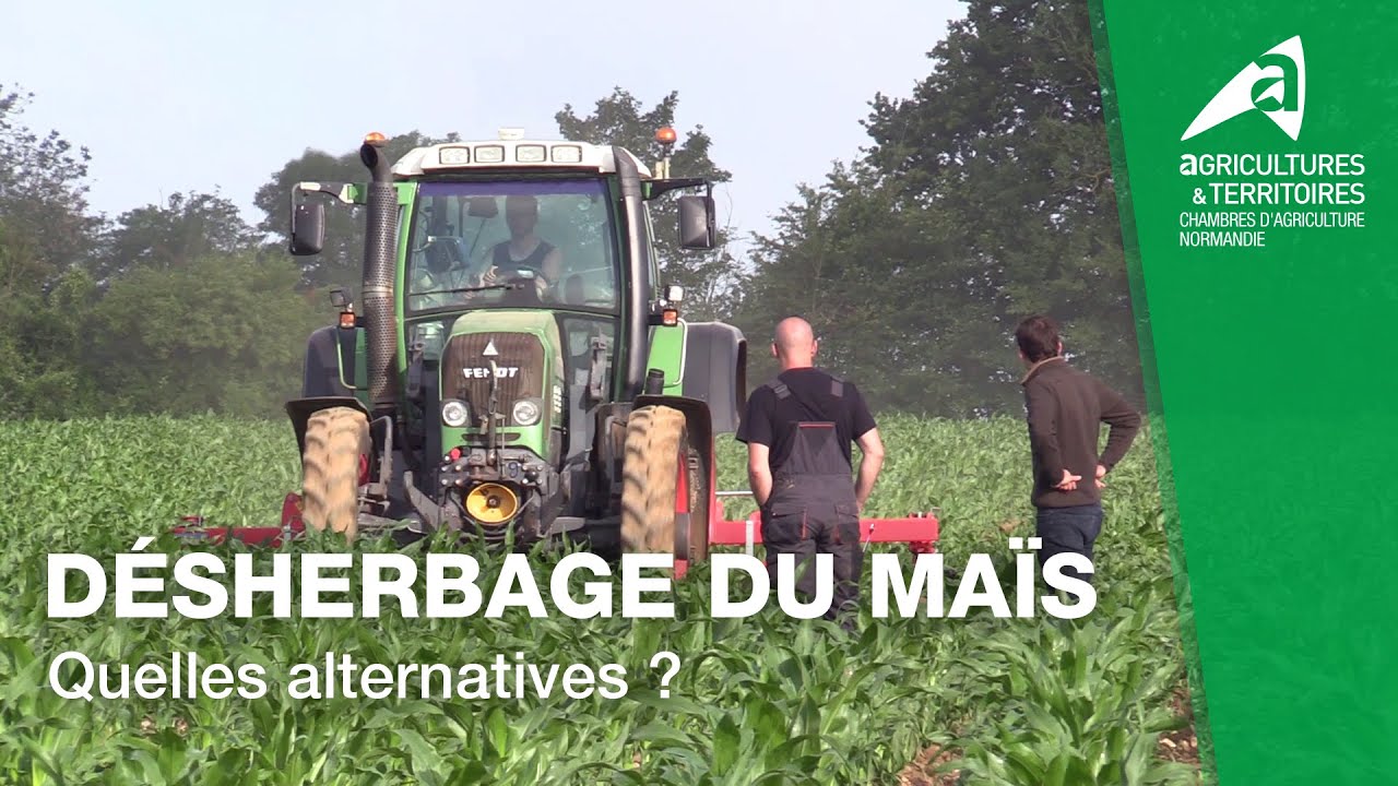 D&eacute;sherbage du ma&iuml;s : Les m&eacute;thodes alternatives