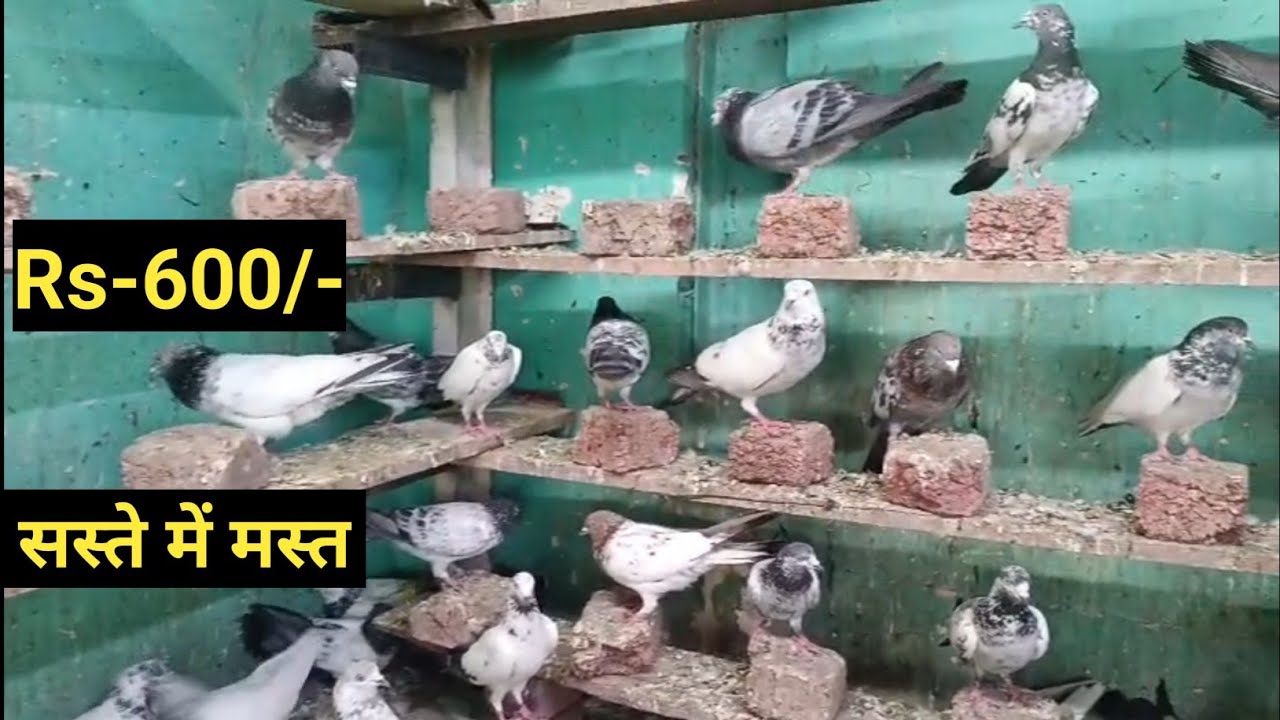 Rs-600/- Me Ache Udne Wale Kabootar. Gayyur Bhai. Jai Kabootar jai Kabutar Jay Kabutar Jay Kabootar.