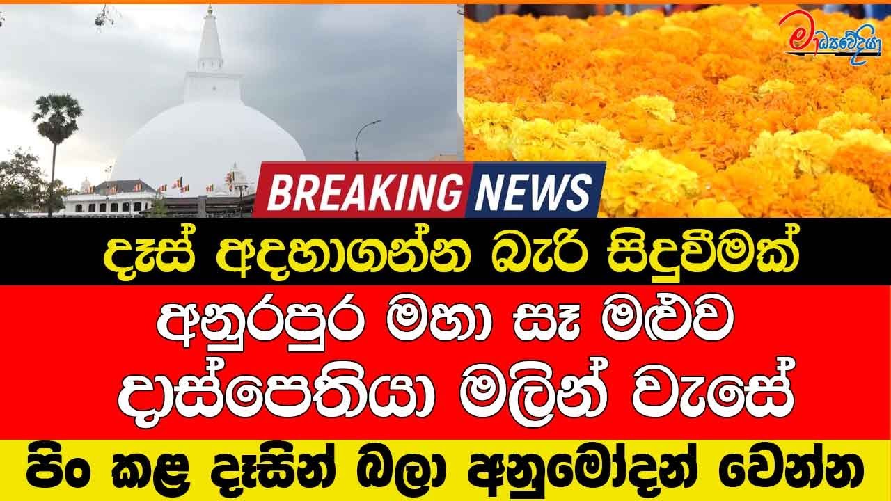 දෑස් අදහාගන්න බැරි සිදුවීමක් අනුරපුර මහා සෑ මළුව දාස්පෙතියා මලින් වැසේ
