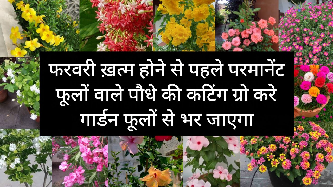 फरवरी ख़त्म होने से पहले 15+परमानेंट फूलों वाले पौधे की कटिंग ग्रो करेगार्डन फूलों से भर जाएगा