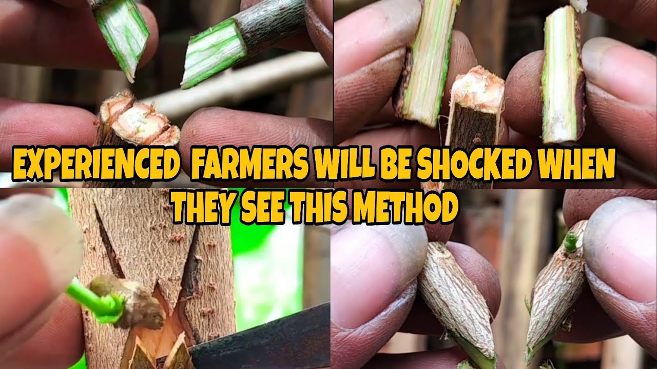 This technique makes trees Harvest faster