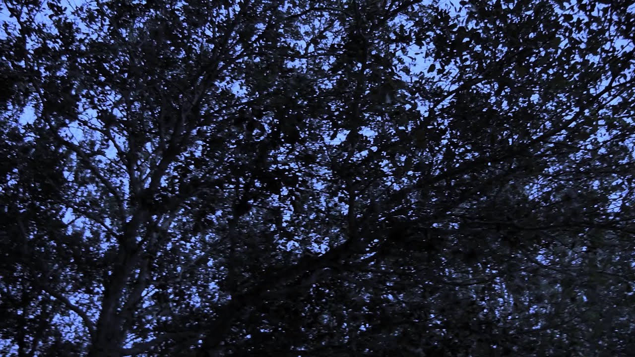 Sound Collage